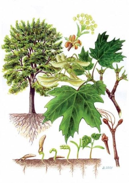 Клен тата́рський (Acer tataricum) — багаторічна рослина родини сапіндових, відома також під народними назвами неклен, чорноклен, в'язина.