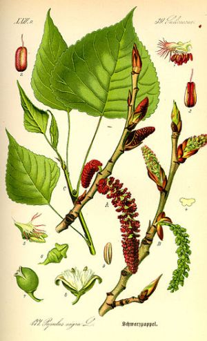 Осокір або тополя чорна, чорнотополя, сокорина, ясокір  (Populus nigra L.) — дерево з роду Populus (тополя) родини вербових (Salicaceae), заввишки 18 — 45 м і більше.