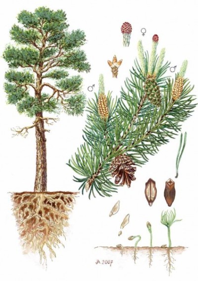 Сосна звичайна (Pinus sylvestris L.), паросель, хвійка, хвоїна  — високе, 25–40 м заввишки, дерево родини соснових (Pinaceae); посідає майже третину лісів України (в основному на Поліссі).