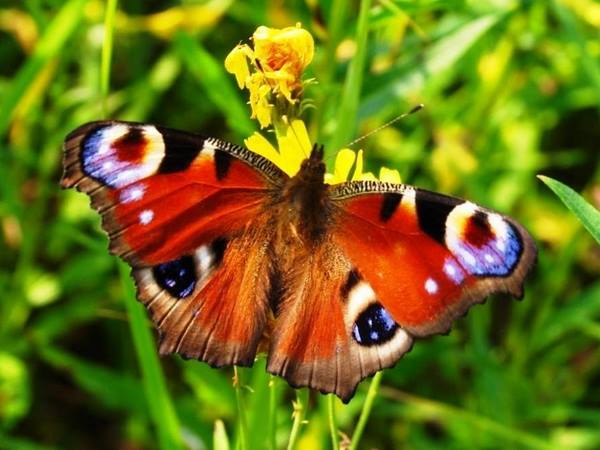 Наталя Карпенко. Дитячі вірші про тваринок та комах. Метелик