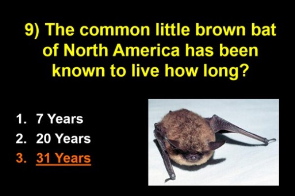 А кажани-нічниці можуть прожити аж 31 рік!