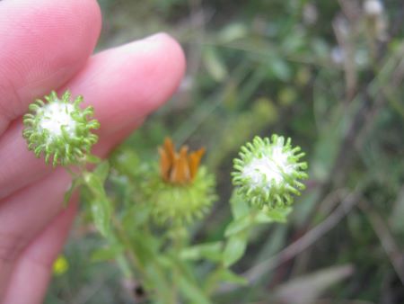 Майстриня-писанкарка Ірина Михалевич. Дивовижі про рослини, цікаві факти, різноманітні цікавинки, оповідки, дослідження). Пуп'янки ґринделії, залиті клеєм.