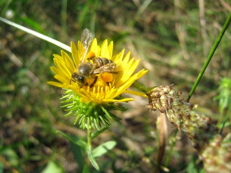 Майстриня-писанкарка Ірина Михалевич. Дивовижі про рослини, цікаві факти, різноманітні цікавинки, оповідки, дослідження). Бджілки люблять відвідувати липкі квіти ґринделії.