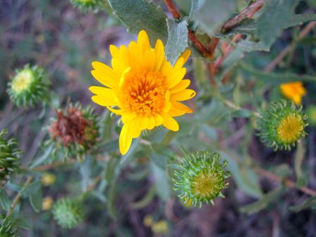 Майстриня-писанкарка Ірина Михалевич. Дивовижі про рослини, цікаві факти, різноманітні цікавинки, оповідки, дослідження). Ґринделія у вересні ще цвіте. Майстриня-писанкарка Ірина Михалевич. Дивовижі про рослини, цікаві факти, різноманітні цікавинки, оповідки, дослідження). Ґринделія у вересні ще цвіте.