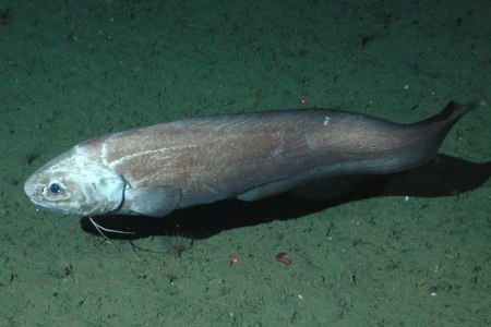 бассогігас – глибоководний рекордсмен​