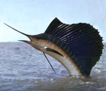 Індо-тихоокеанський парусник - найшвидша риба на Землі.