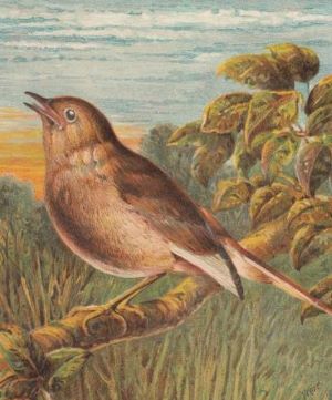Antique Art Lithograph by Harrison Weir (1888).