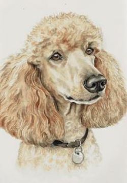 Apricot Poodle Dog (Абрикосовий пудель). Watercolour painting by artist Christine Varley.
