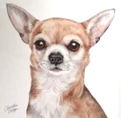 Chihuahua (Чихуахуа). Watercolour painting by artist Christine Varley.