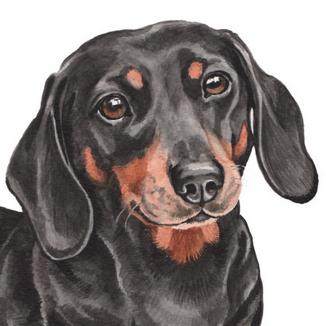 achshund Dog (такса). Watercolour painting by artist Christine Varley.
