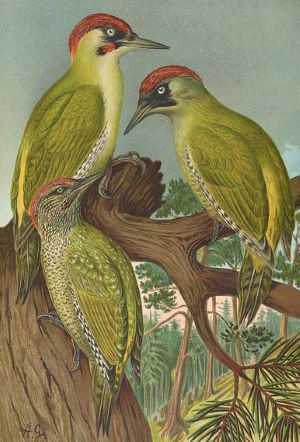 Picus Viridis is a painting by Johann Friedrich Naumann which was uploaded on August 2nd, 2021.