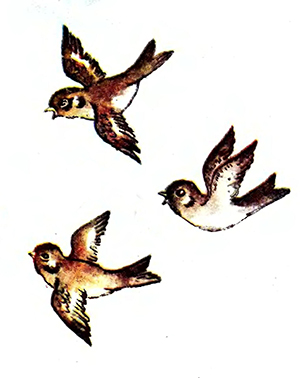 Яків Жарко. Коротка проза (мініатюра). Пташки. Малюнок Лесі Гармизи.