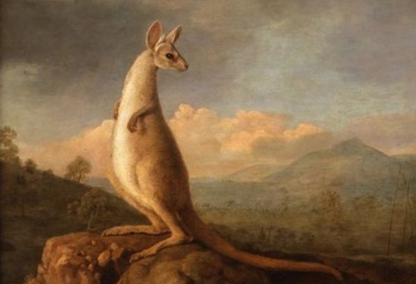Чому кенгуру стрибає. Австралійська народна казка. 