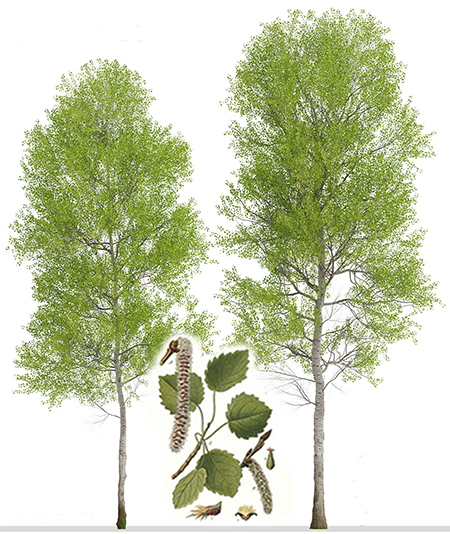 Осика або тополя тремтяча (Populus tremula L., Populus pseudotremula N. Rubtz.) — дерево з роду Populus (тополя) родини вербові (Salicaceae).