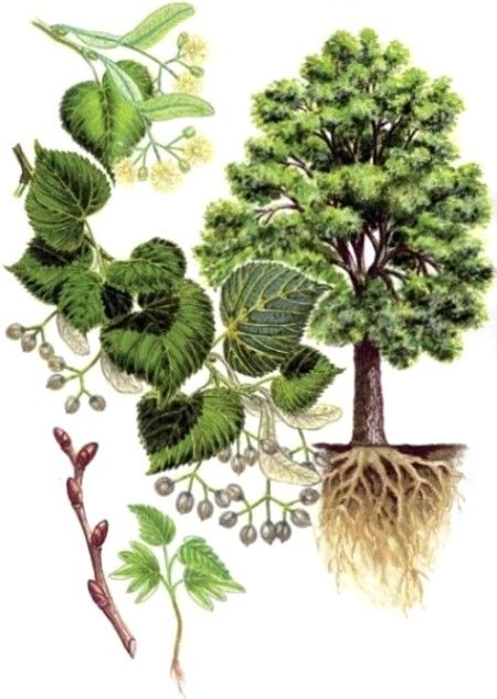 Ли́па дрібноли́ста, також ли́па серцели́ста, або ли́па звича́йна (Tilia cordata) — листопадне дерево родини мальвових.