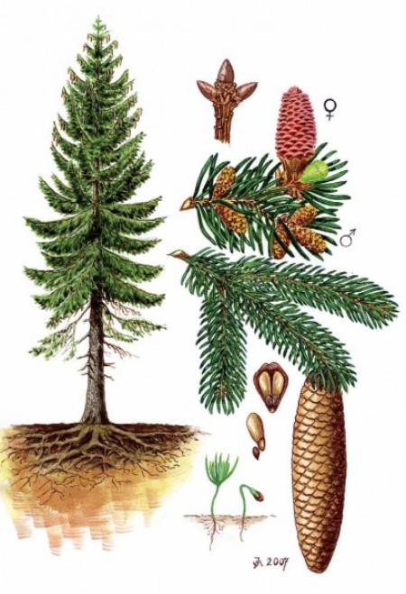 Яли́на, смерека (Picea) — рід хвойних дерев родини соснових, поширених від субтропіків на великій висоті до помірних і холодних районів Євразії й Північної Америки.