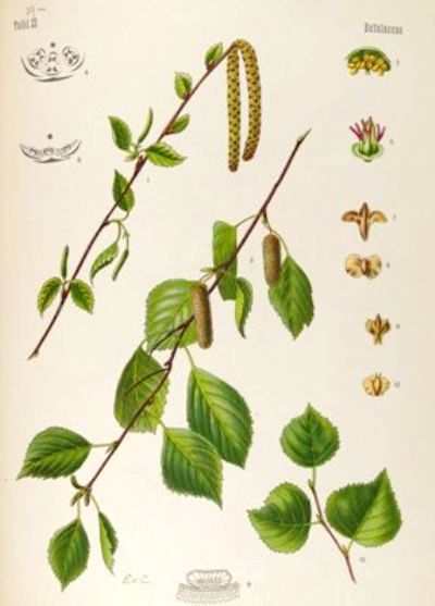 Береза повисла, береза поникла (Betula pendula Roth.), синонім береза бородавчаста (Betula verrucosa Ehrh.), березина (діалектне) — дерево родини березових (Betulaceae).