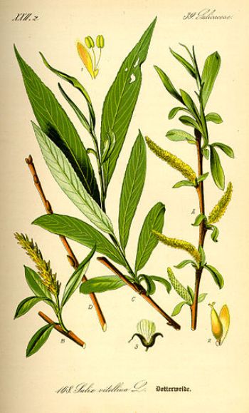 Верба біла (Salix alba L., син. S. vittelina; місцеві назви — верба біла, верболіз, білоліз, ветлина) — вид рослин з роду верба.