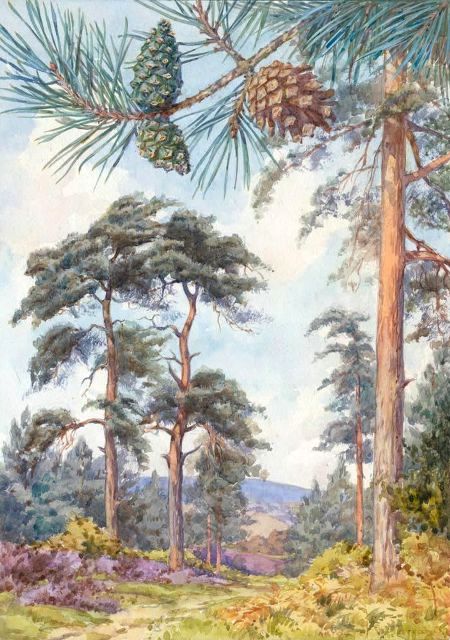 Scots Pine by Margaret Winifred Tarrant