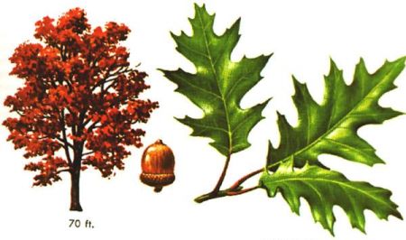 Дуб червоний – латинська назва: Quercus rubra. Дуб червоний (Quercus rubra), синонім дуб північний (Quercus borealis) – дерево родини букових (до 30-35 м заввишки) з густою, широкояйцевидною кроною, міцними гілками і товстим прямим стовбуром.