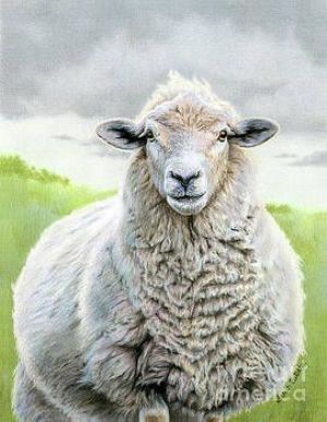 Portrait of A Sheep by Sarah Batalka.