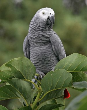 Сірий африканський папуга