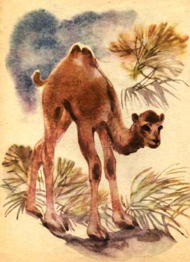 Майк Йогансен, оповідання з ілюстраціями, Вовки і верблюжата, читати та завантажити