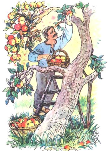 Дядько Роман і золотокрилки, збірка оповідань Олеся Гончара для дітей, Яблука на стовпцях