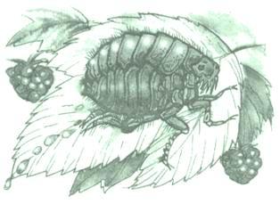 Марія Пригара, Про жука, вірш про жуків-короїдів та дятлів