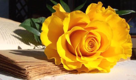 Поезії Сергія Губерначука про навколишній світ. Жовта троянда.