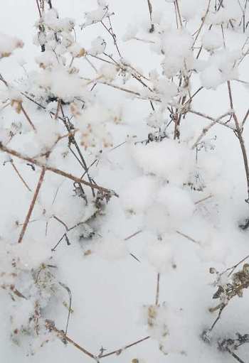 Татьяна Строкач. Поезії про зиму. Квіти на снігу. 